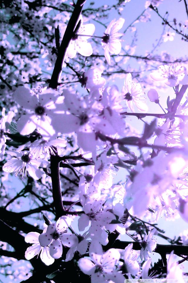 cherry mobile wallpaper,flower,branch,lilac,purple,blossom
