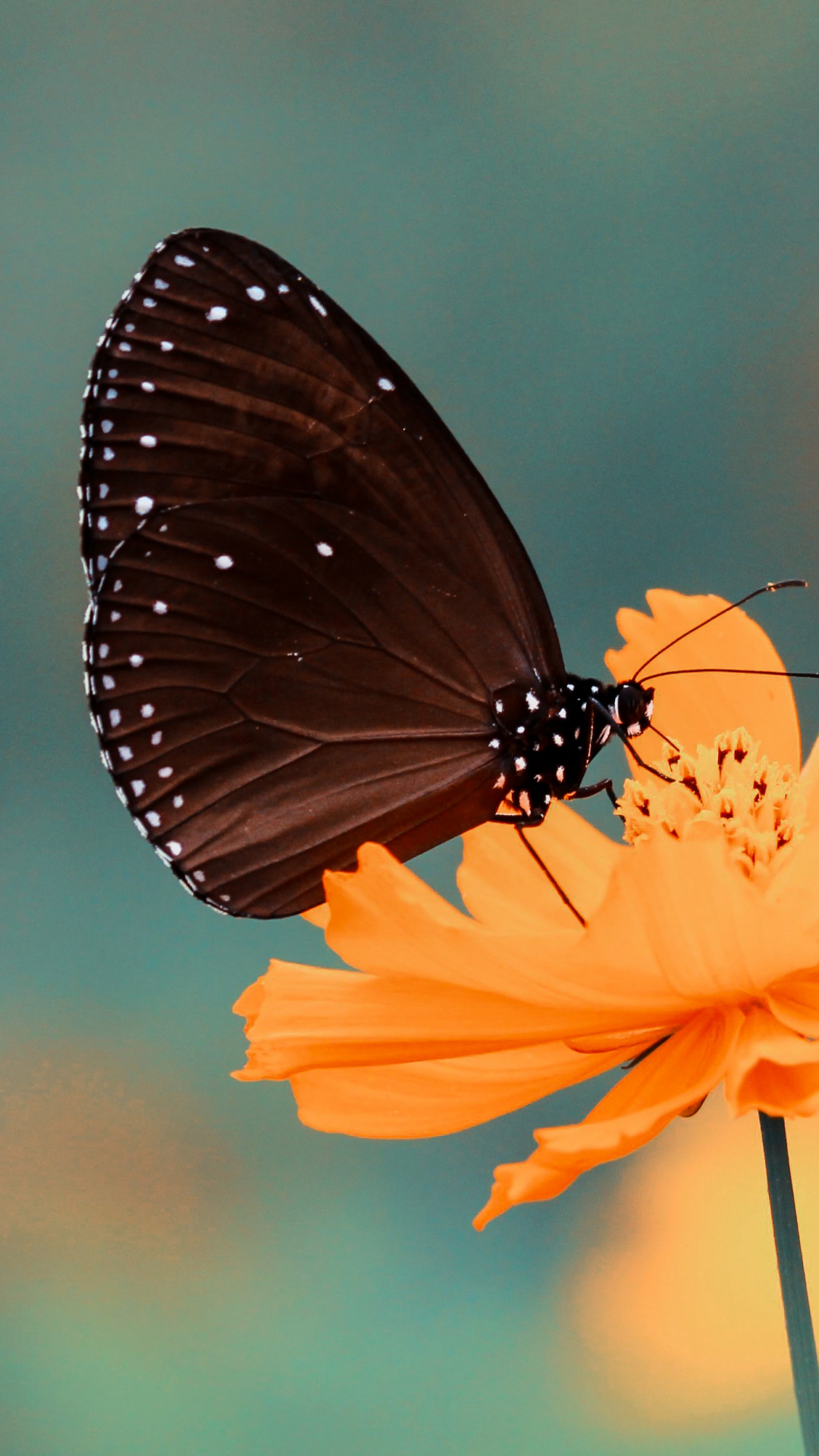 butterfly iphone wallpaper,butterfly,insect,moths and butterflies,invertebrate,orange