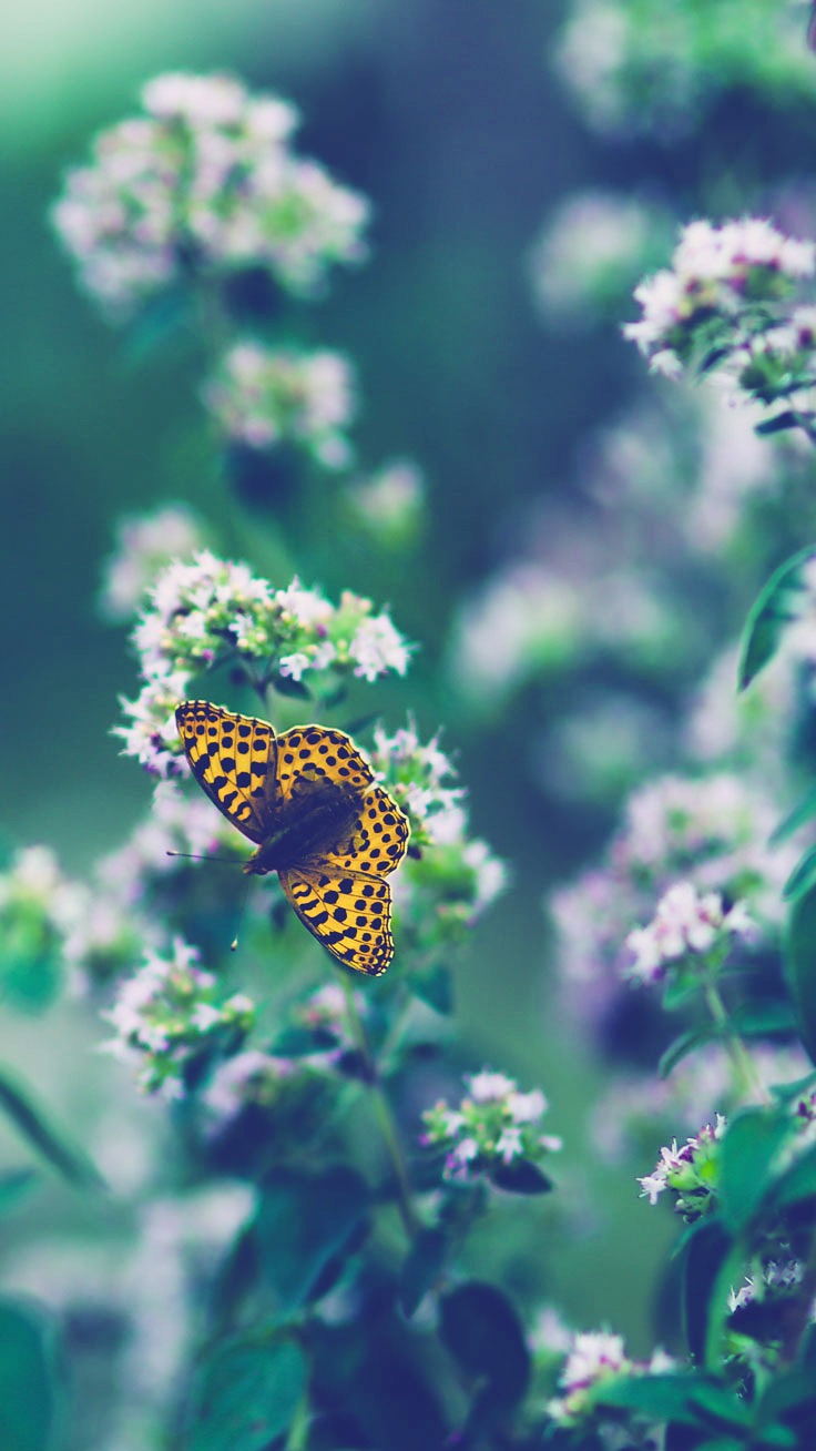 mariposa fondo de pantalla para iphone,cynthia subgenus,mariposa,insecto,polillas y mariposas,planta