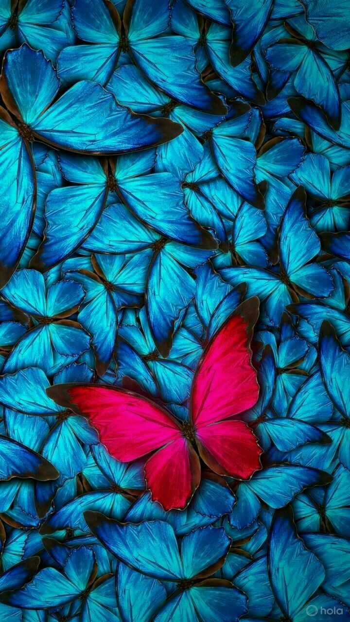 蝶のiphoneの壁紙,青い,ターコイズ,アクア,ティール,バタフライ