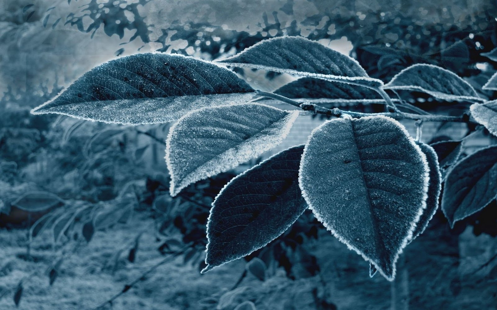 fondo de pantalla de karbonn,hoja,planta,agua,árbol,escarcha