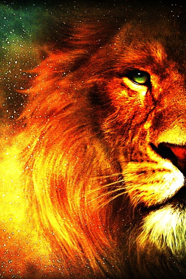 wallpaper 640x960,lion,wildlife,felidae,masai lion,big cats