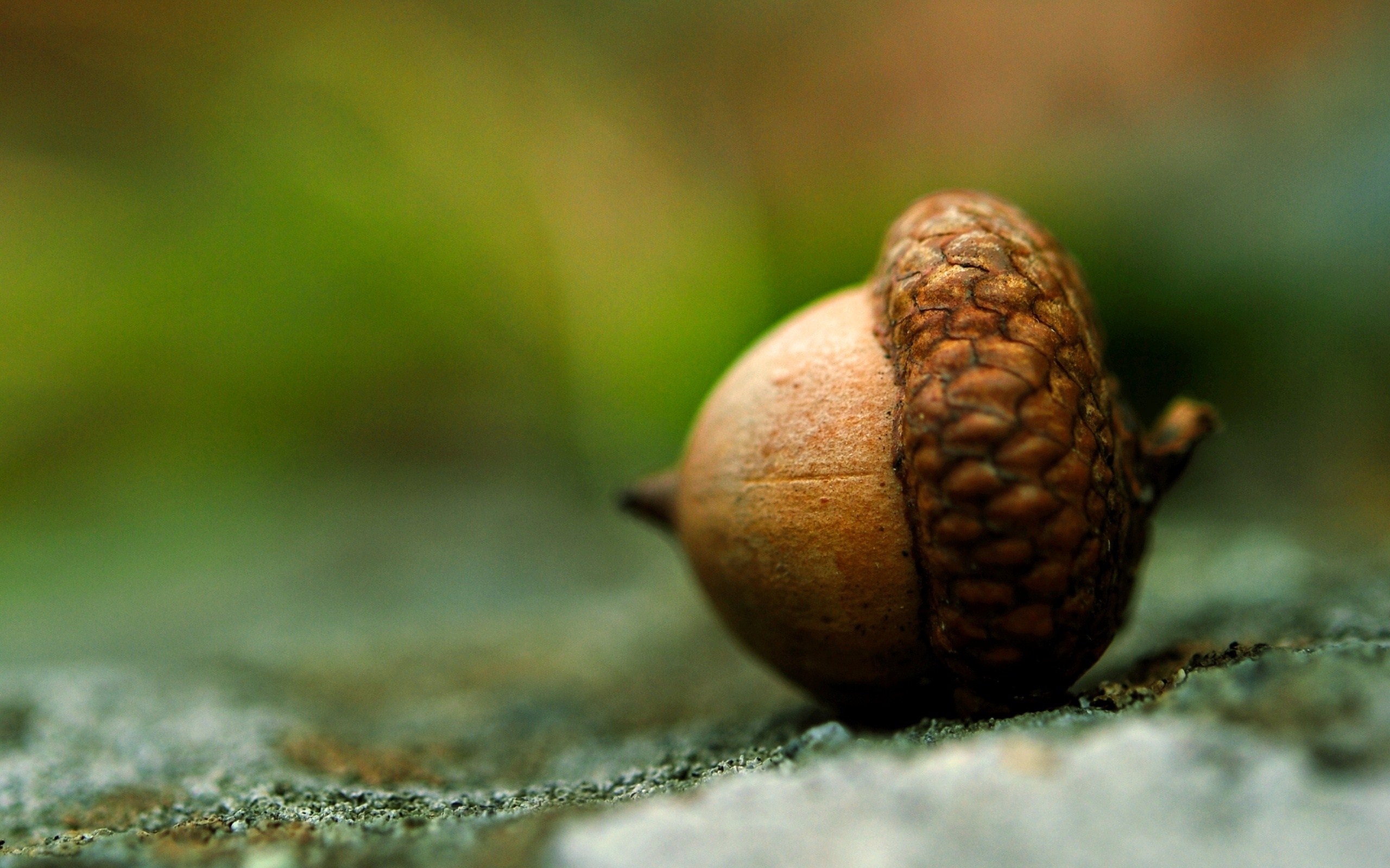 acorn wallpaper,sea snail,acorn,close up,macro photography,tree