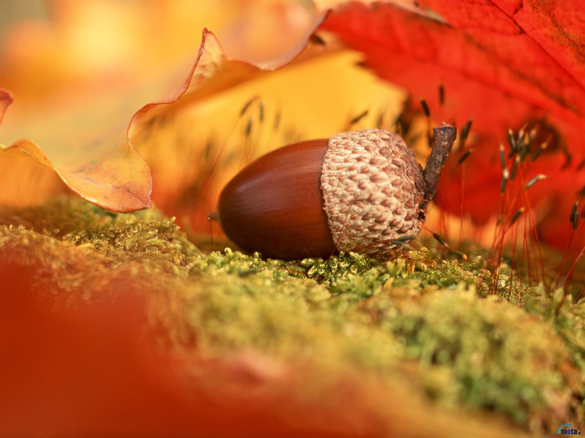 acorn wallpaper,acorn,macro photography,nut,leaf,close up