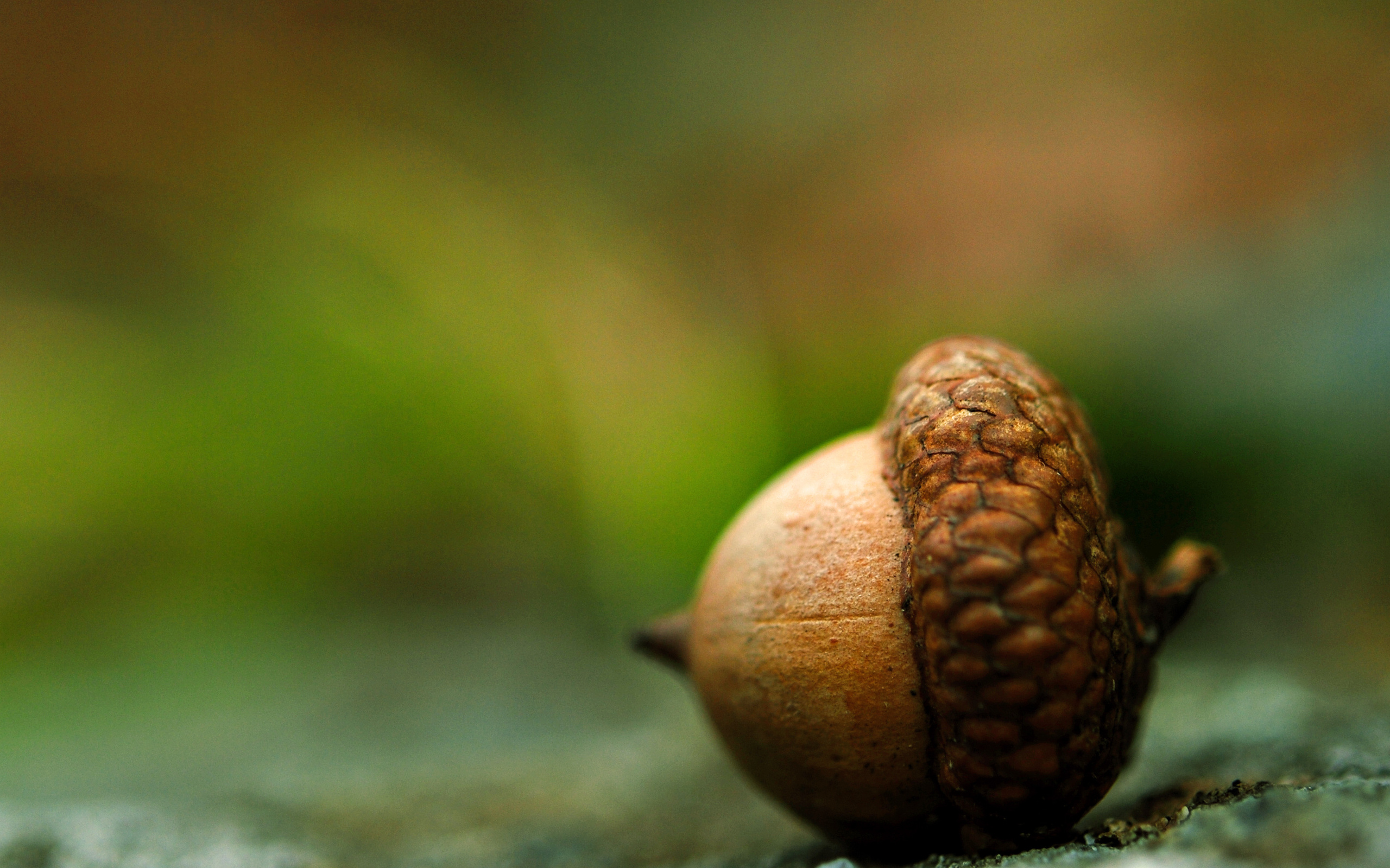 eichel tapete,seeschlange,eichel,schnecke,schnecken und schnecken,nahansicht