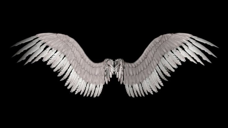 wings wallpaper hd,wing,feather,vulture,condor,black and white