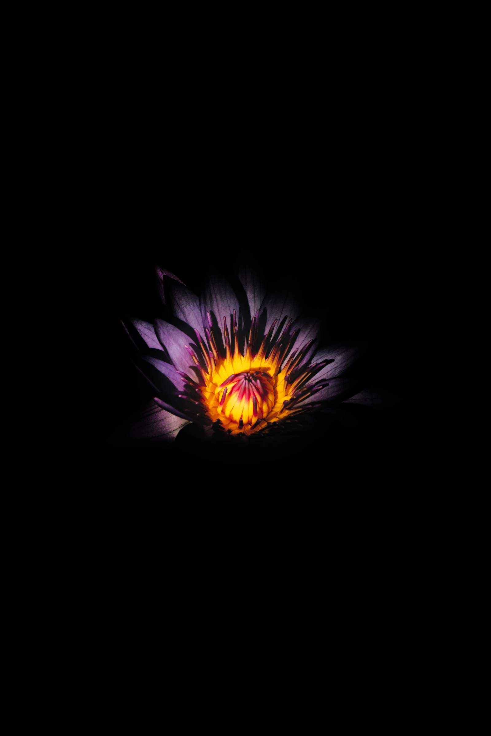 oled wallpaper phone,darkness,black,violet,purple,yellow