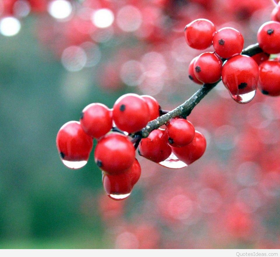 amazing wallpapers hd android,fruit,plant,red,berry,hawthorn