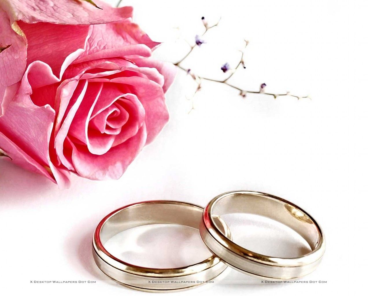 웨딩 월페이퍼 무료 다운로드,반지,결혼 반지,결혼식 공급,분홍,약혼 반지