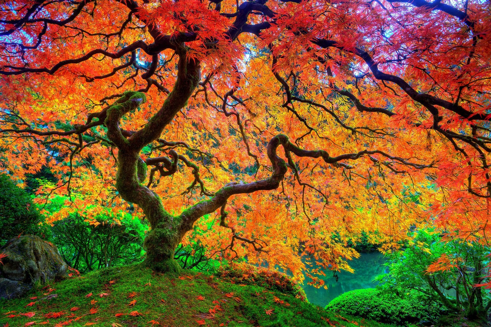 japón naturaleza fondo de pantalla,árbol,paisaje natural,naturaleza,hoja,planta leñosa