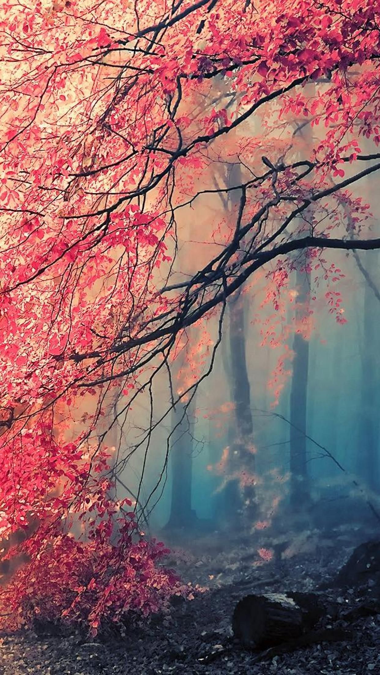 japan phone wallpaper,nature,natural landscape,tree,sky,red