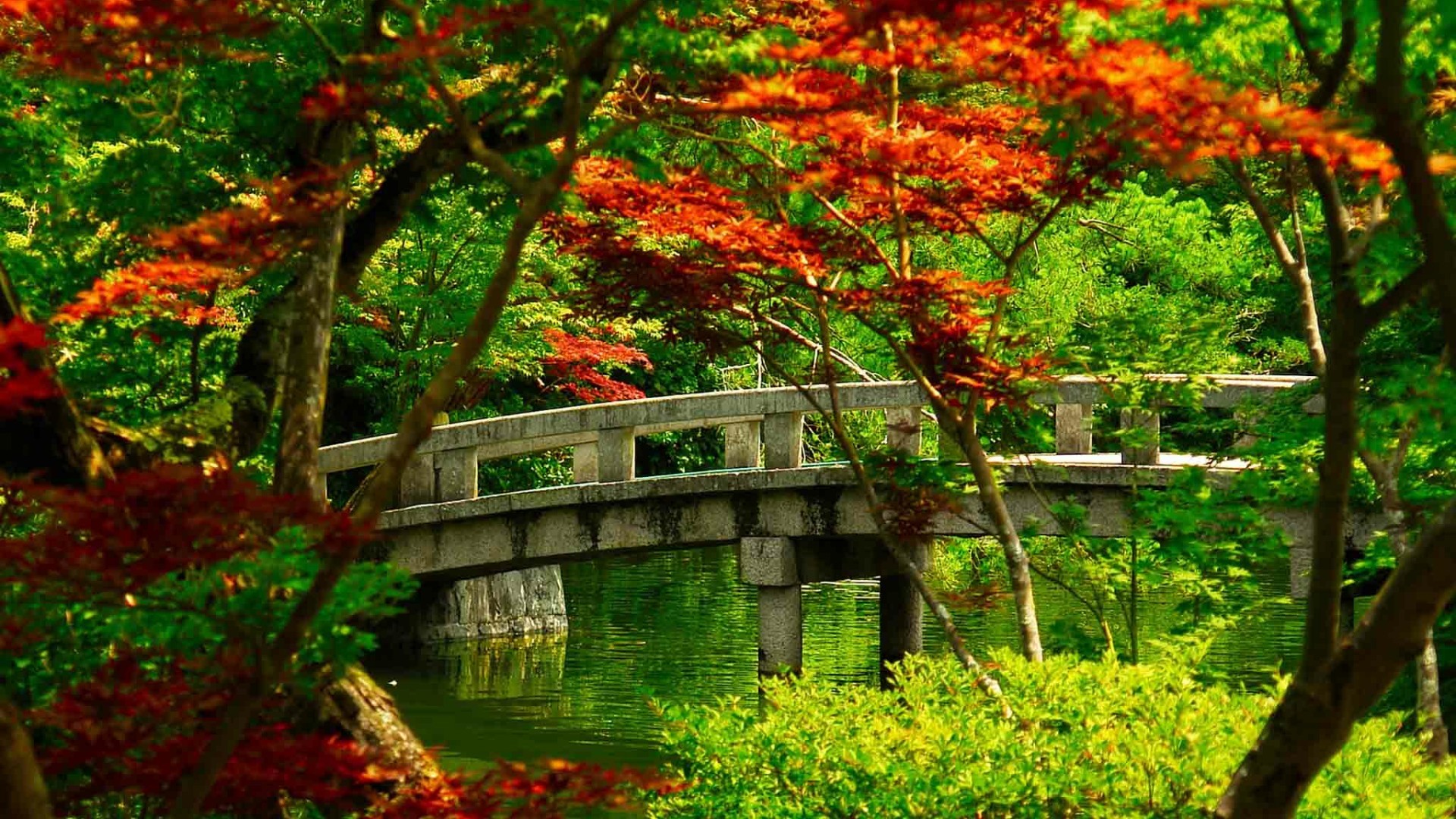 일본 배경 화면 1920x1080,자연,자연 경관,나무,잎,초록