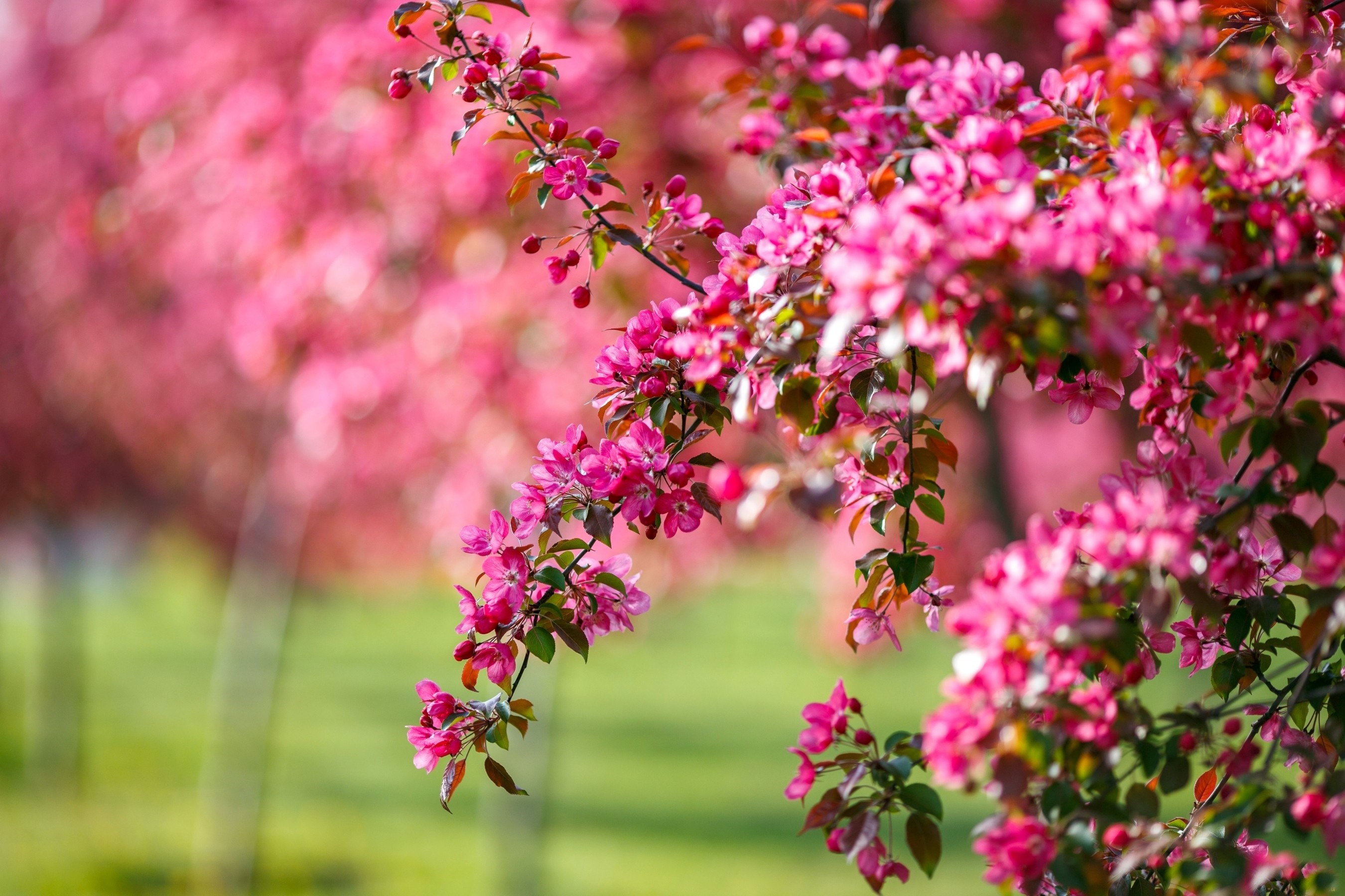 フルhd自然壁紙ダウンロード,花,ピンク,春,工場,木