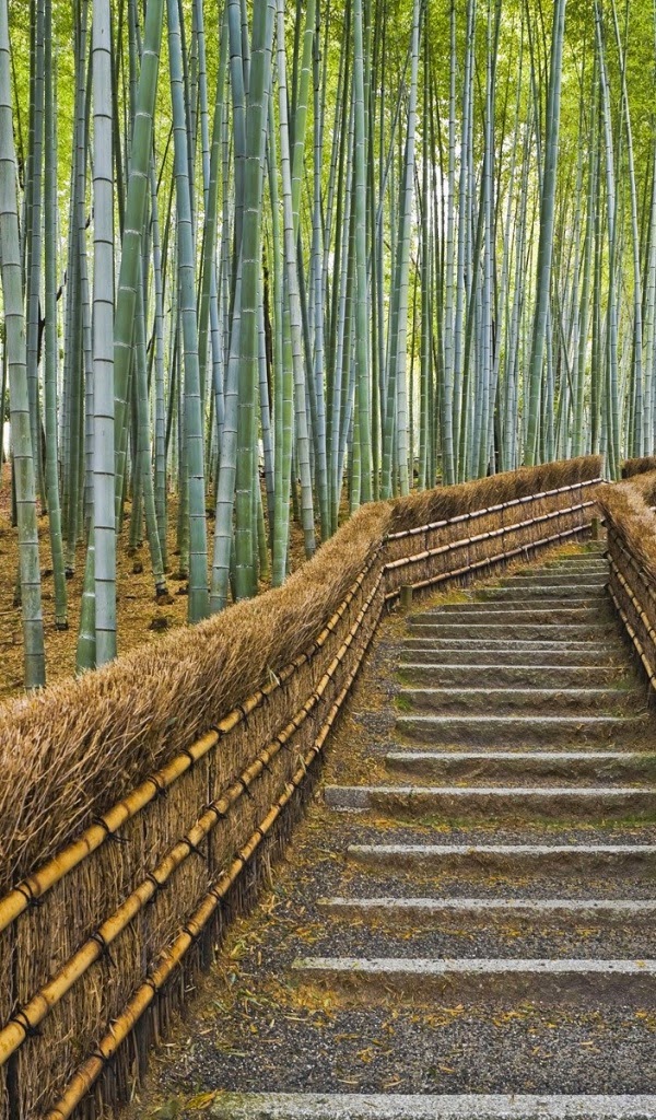アマゾン火壁紙,竹,自然の風景,木,木材,遊歩道