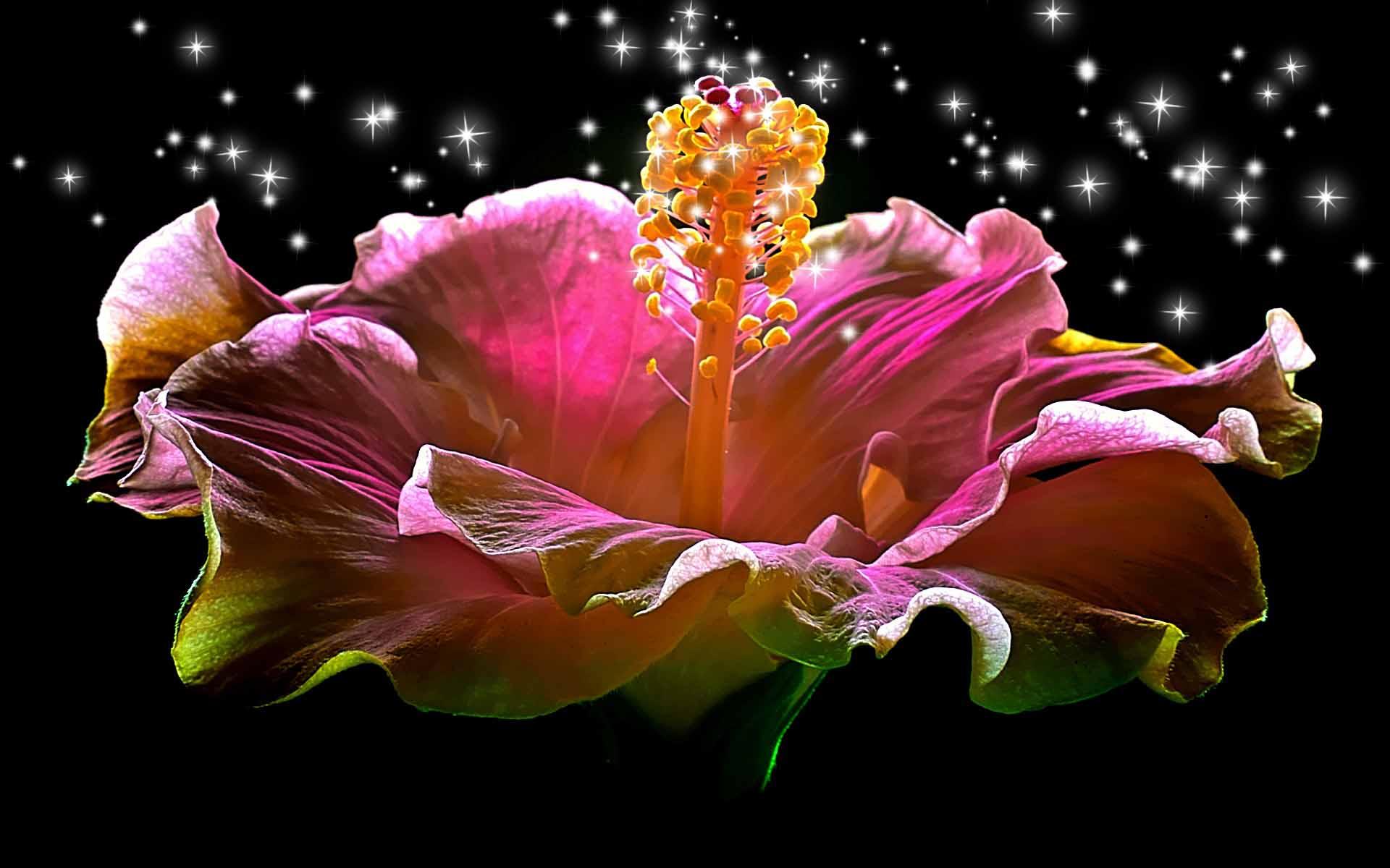 fondo de pantalla de corazón brillante,pétalo,rosado,flor,planta,hibisco
