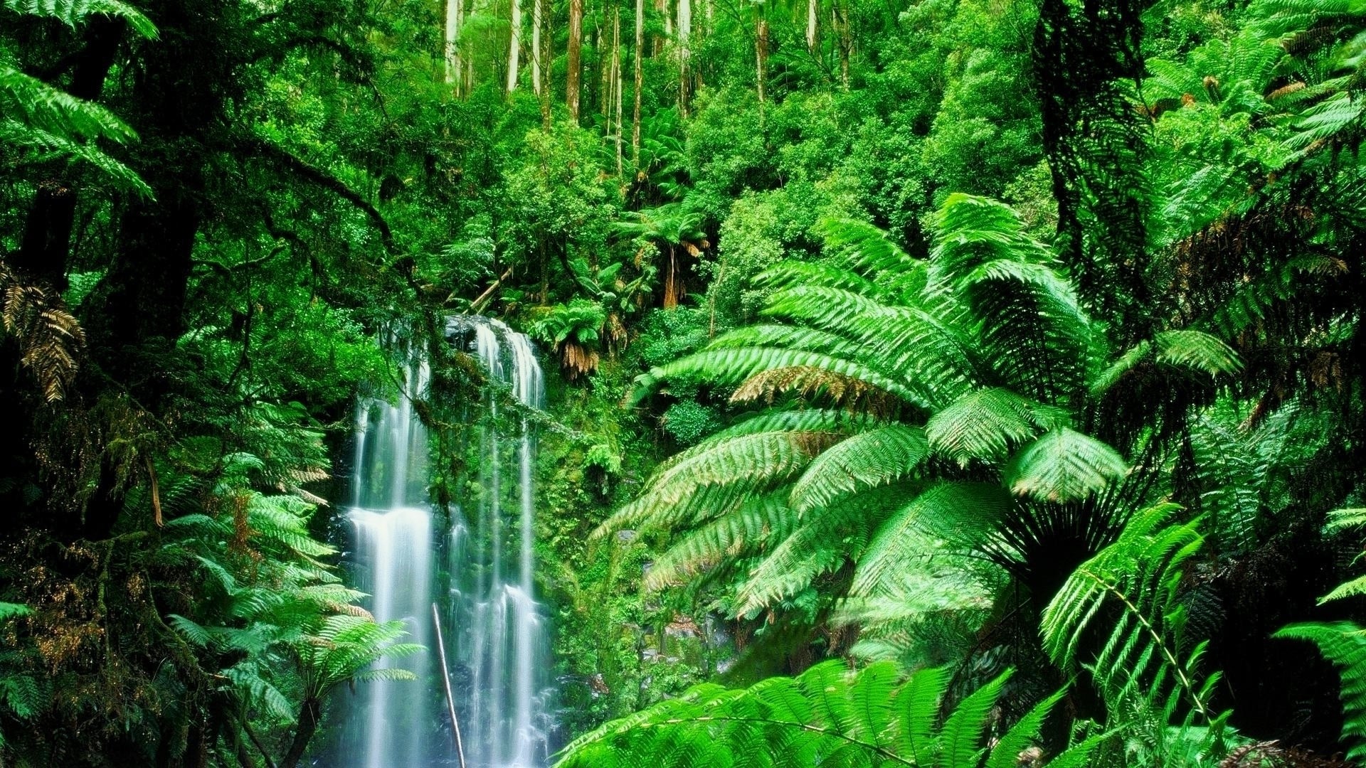 アマゾンの熱帯雨林の壁紙,自然の風景,自然,水資源,水域,密林