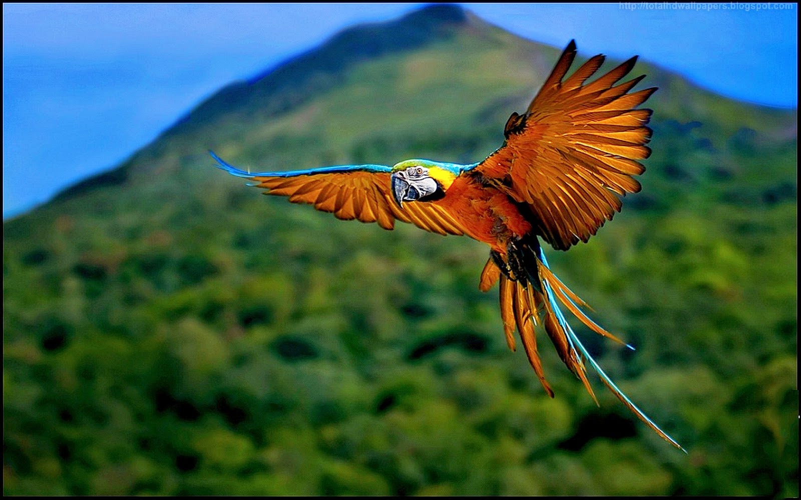 アマゾン壁紙hd,鳥,野生動物,coraciiformes,羽,魚