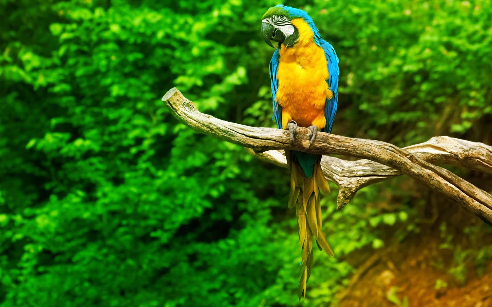 amazon wallpaper hd,macaw,bird,nature,beak,parrot