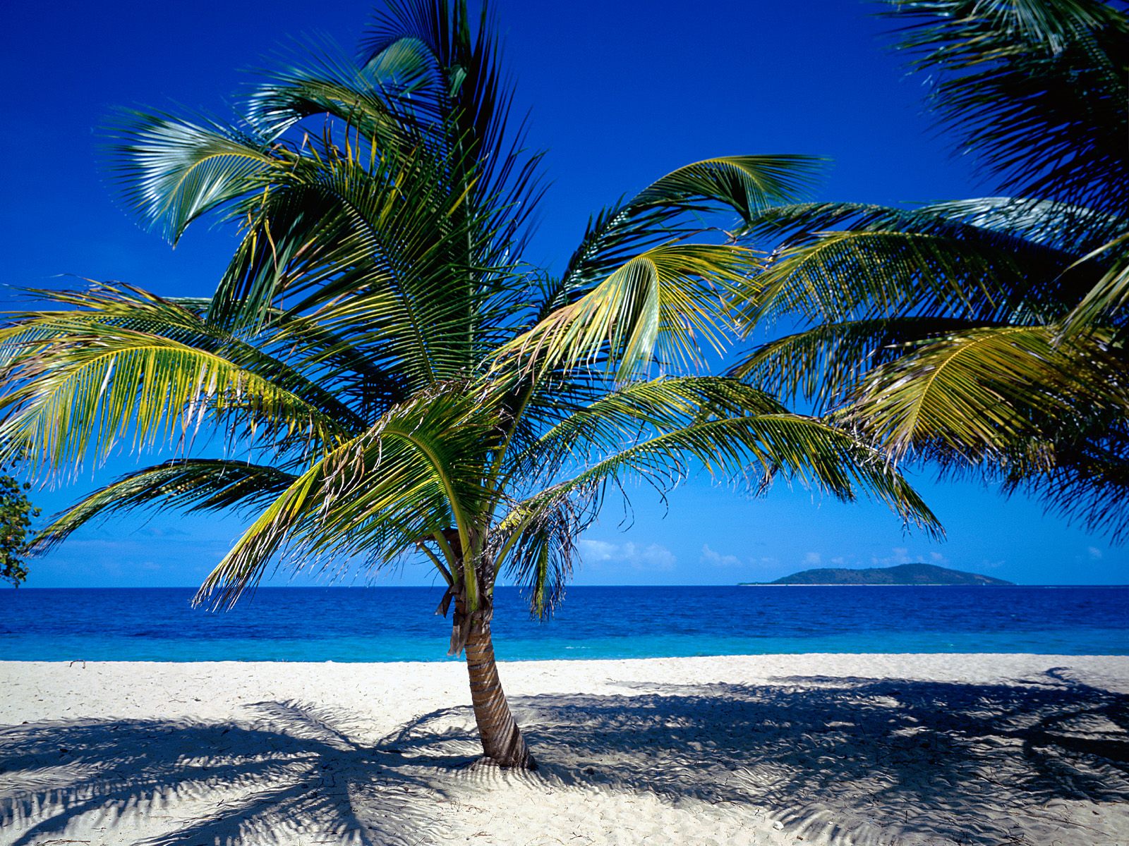 nature beach wallpaper,tree,nature,tropics,palm tree,sky