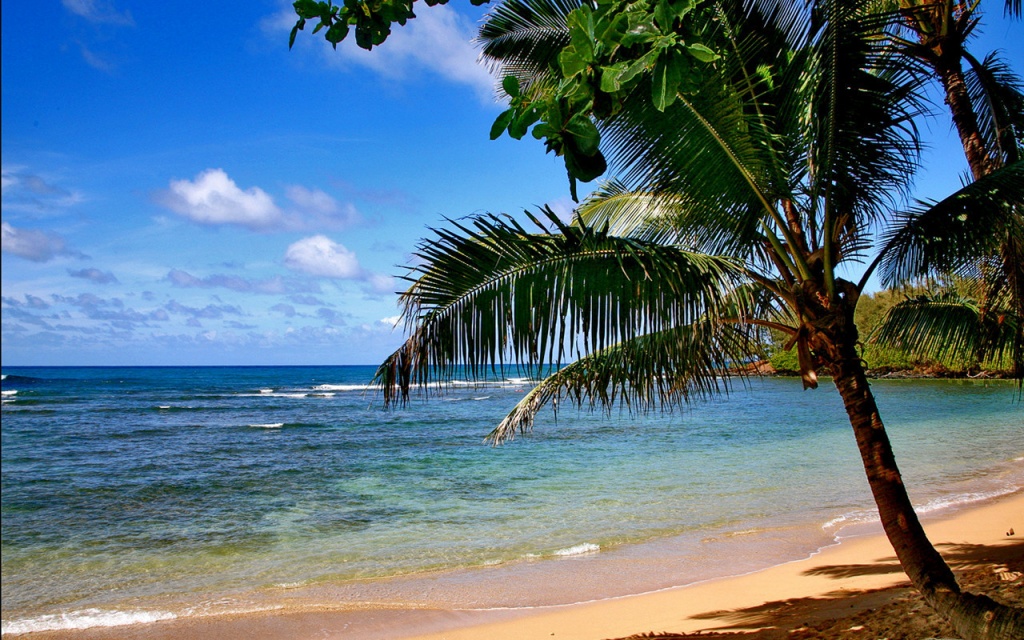 animated beach wallpaper,body of water,tree,beach,tropics,nature