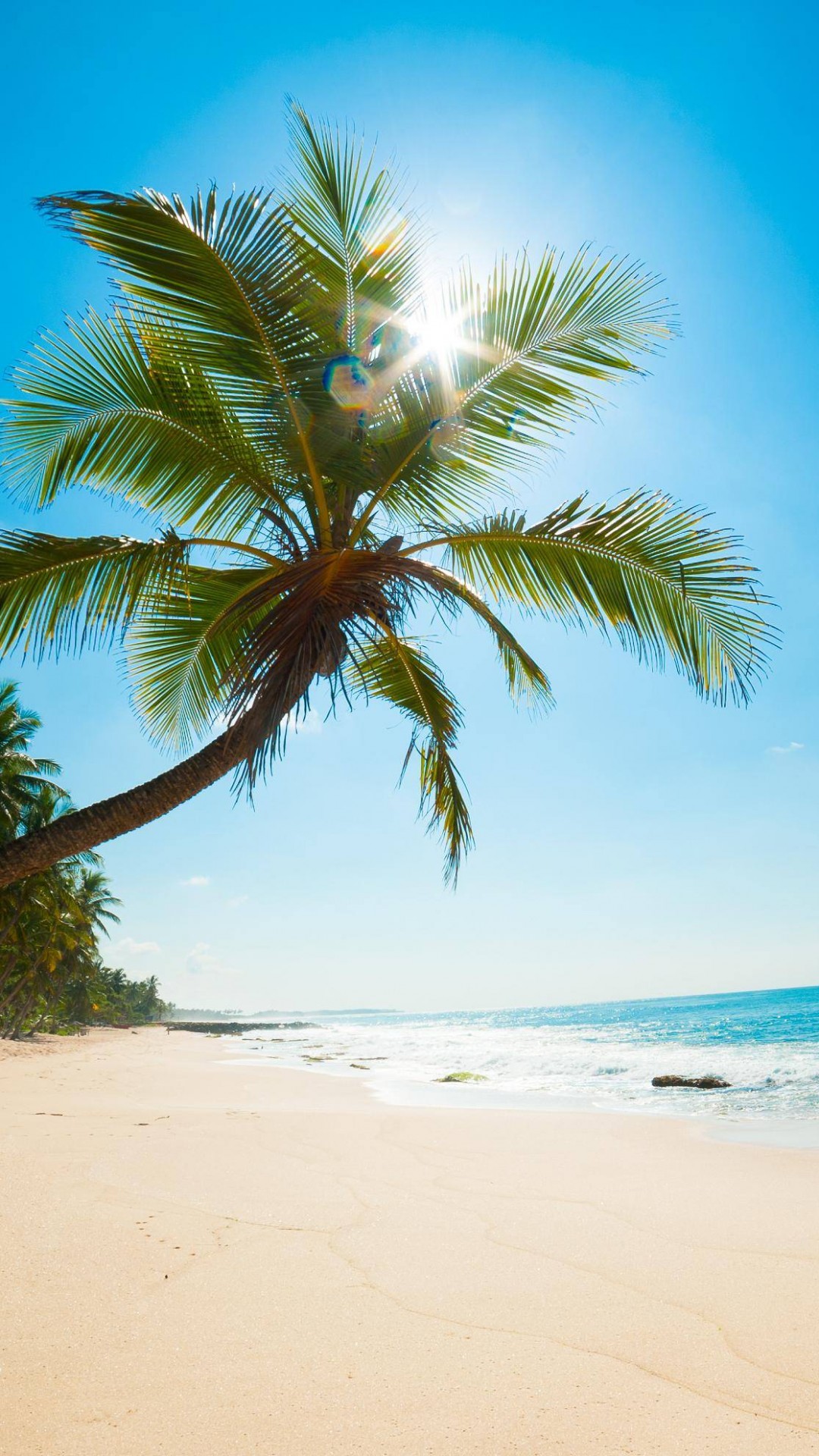 sonniger strandtapete,baum,natur,palme,himmel,karibik