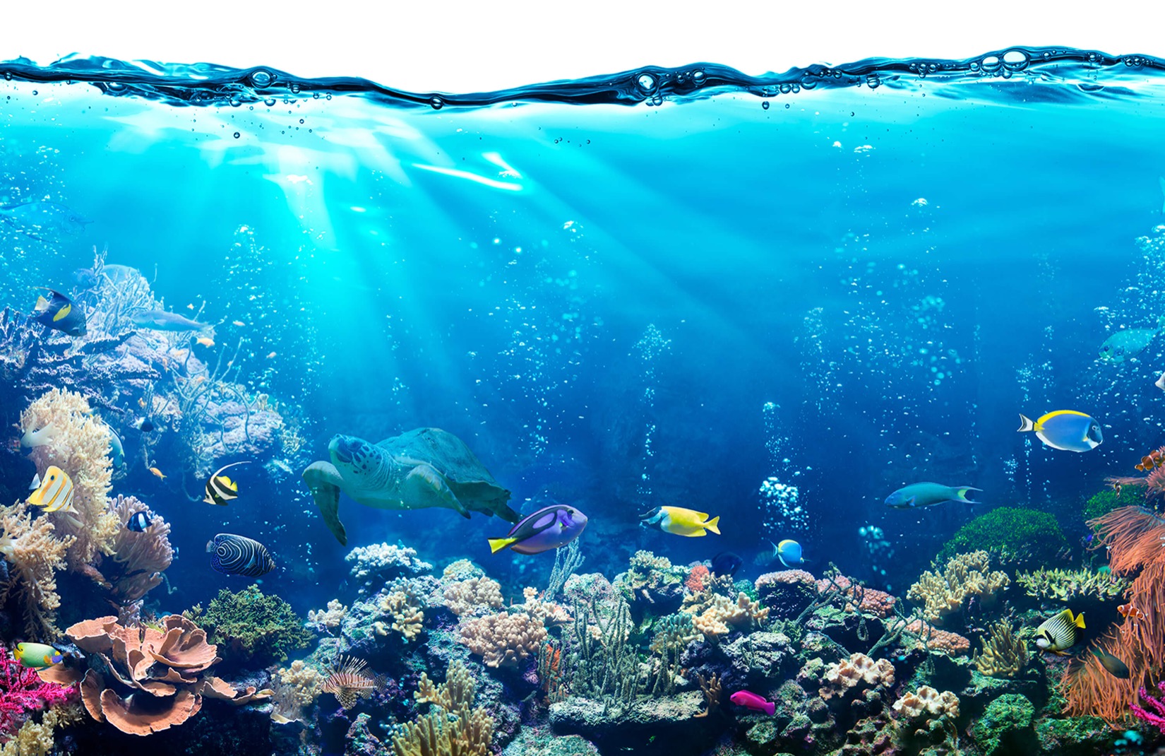 sea pictures wallpaper,coral reef,underwater,reef,marine biology,coral reef fish