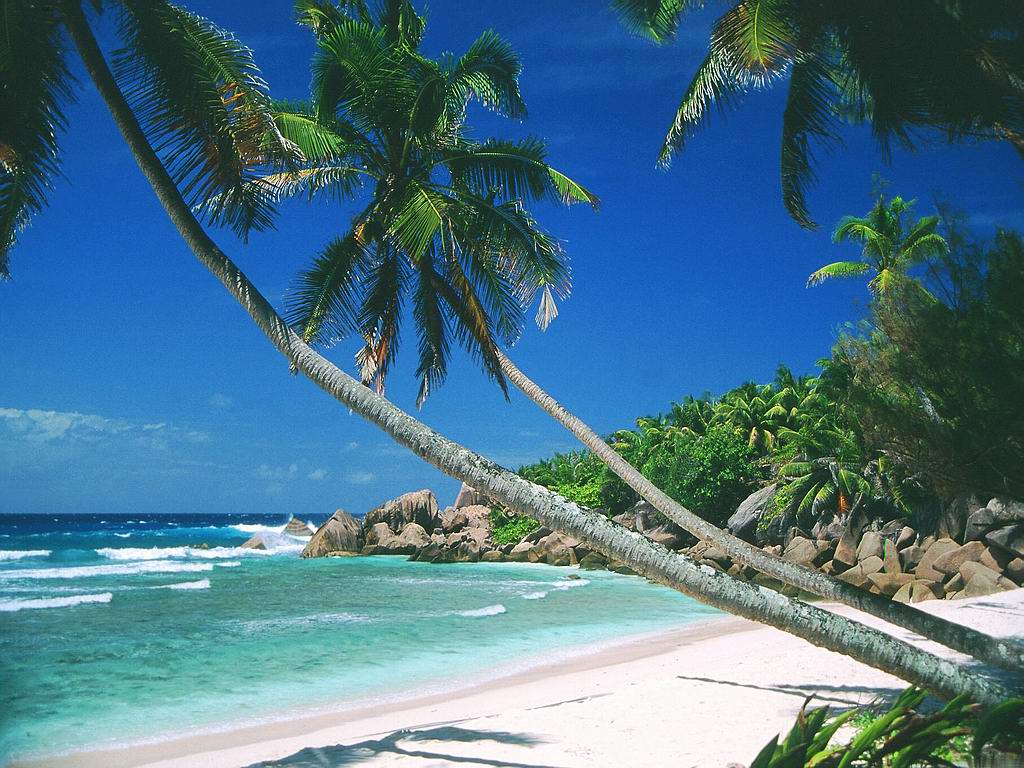 goa beach wallpaper,natura,albero,spiaggia,caraibico,vacanza