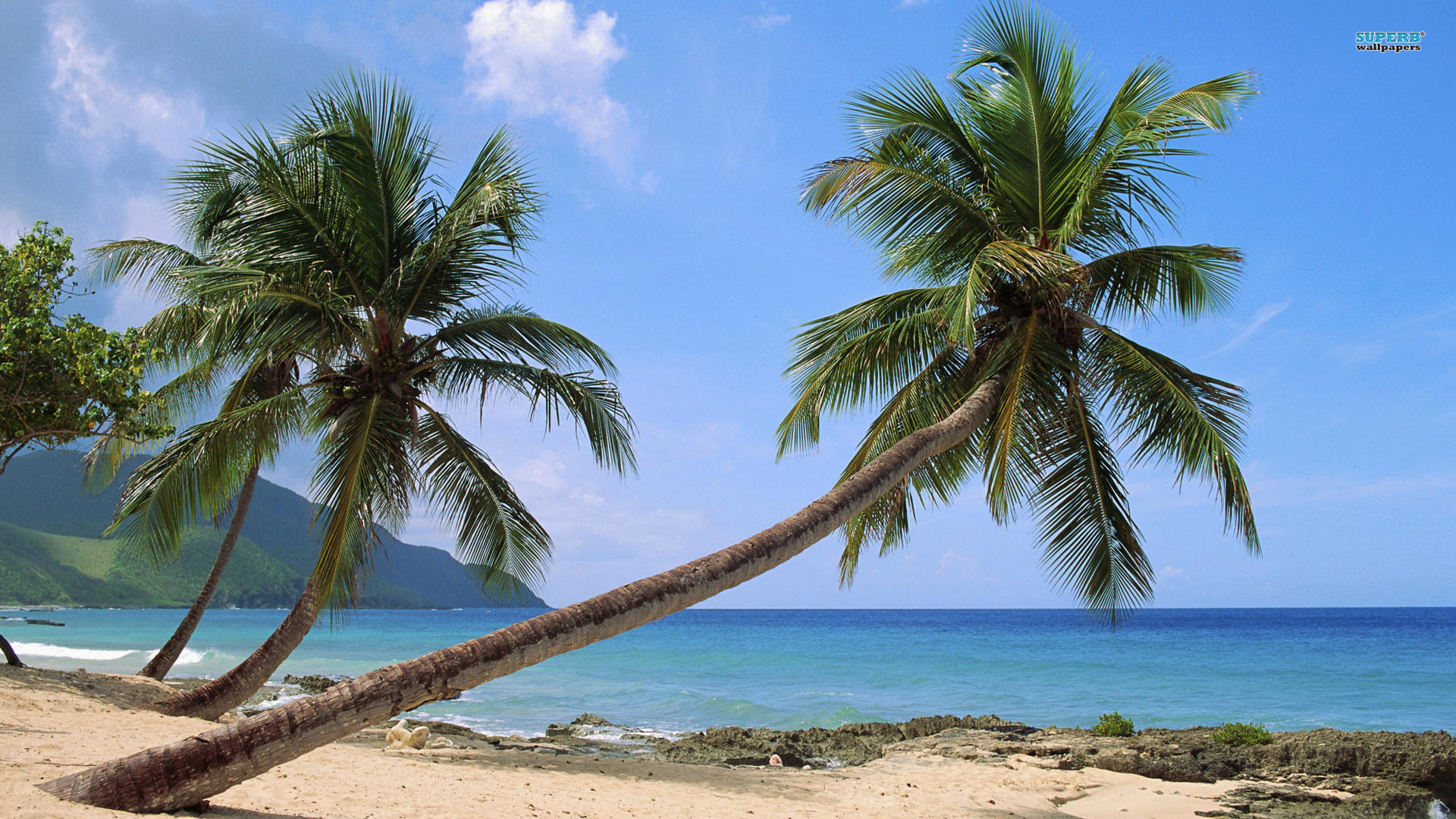 goa strand tapete,baum,palme,karibik,holzige pflanze,himmel