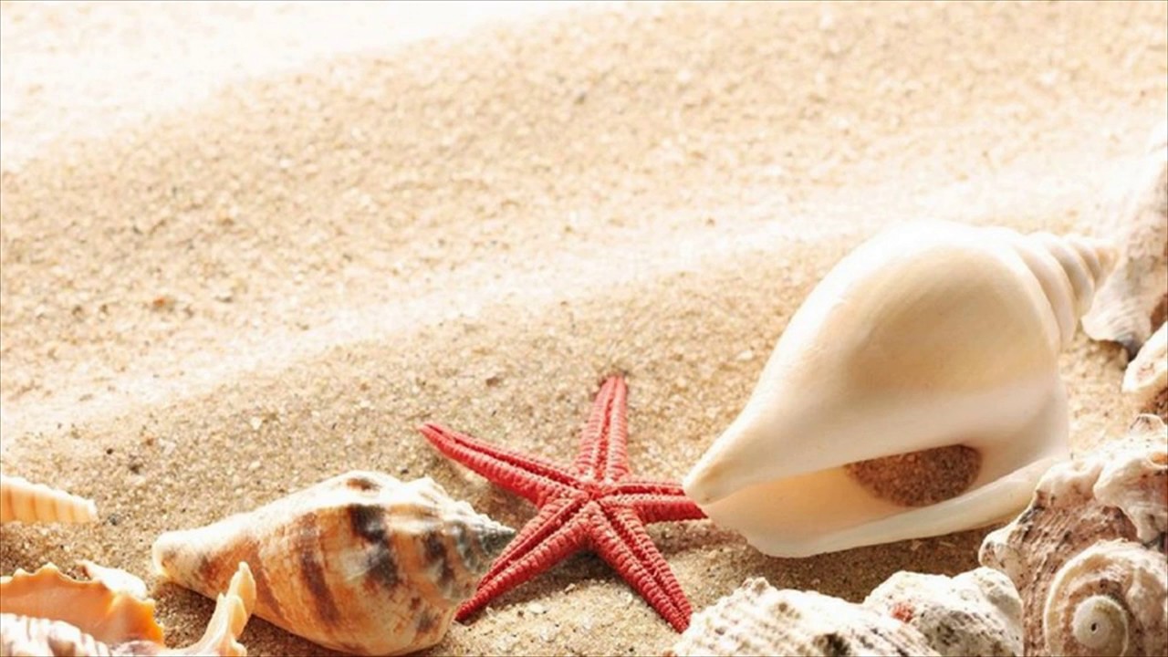goa beach wallpaper,sand,shell,echinoderm,conch,starfish
