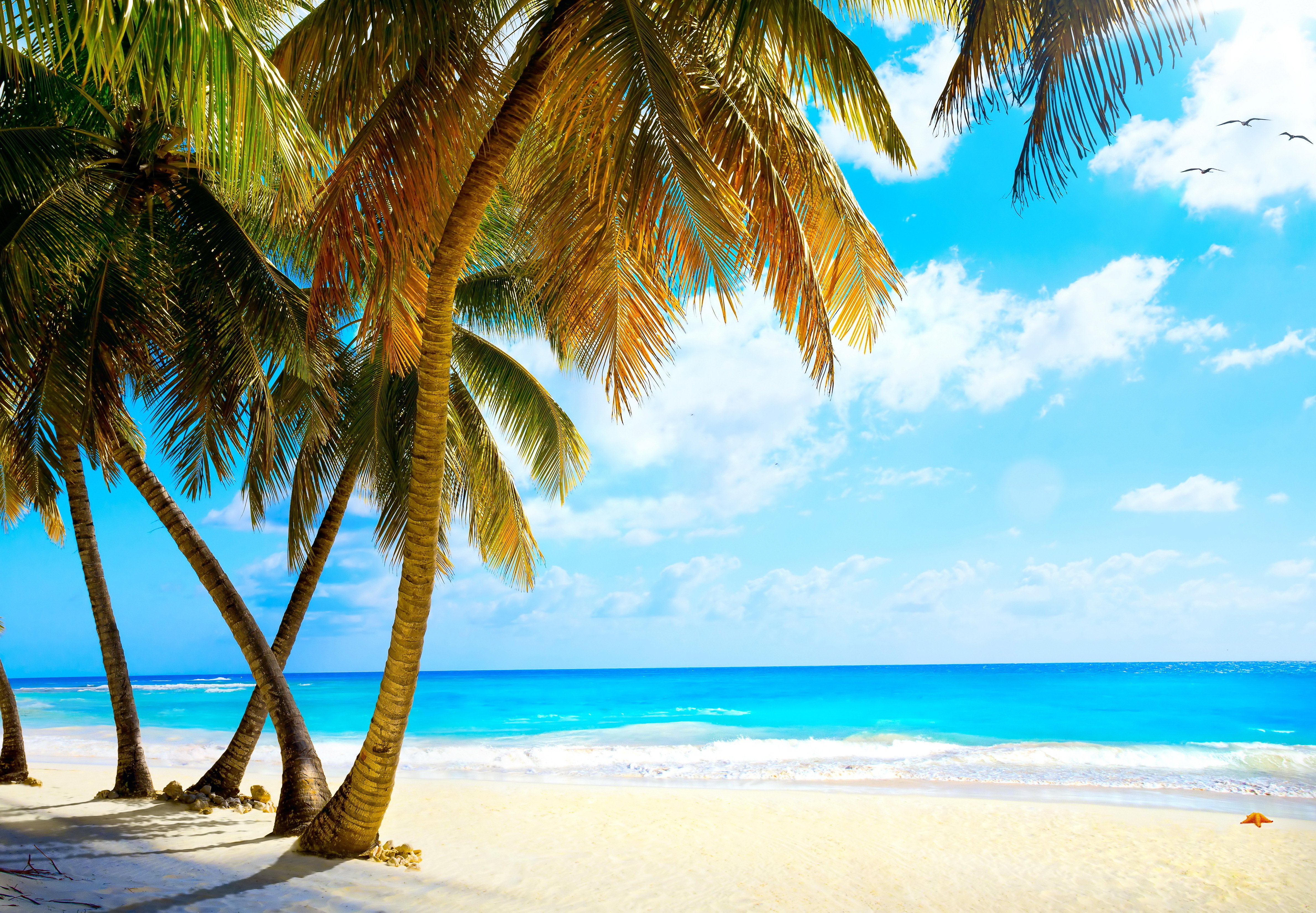 tropical paradise wallpaper,tropics,tree,nature,beach,sky