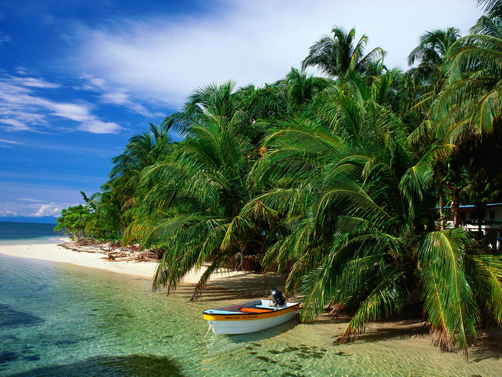 carta da parati paradiso tropicale,natura,paesaggio naturale,albero,caraibico,palma