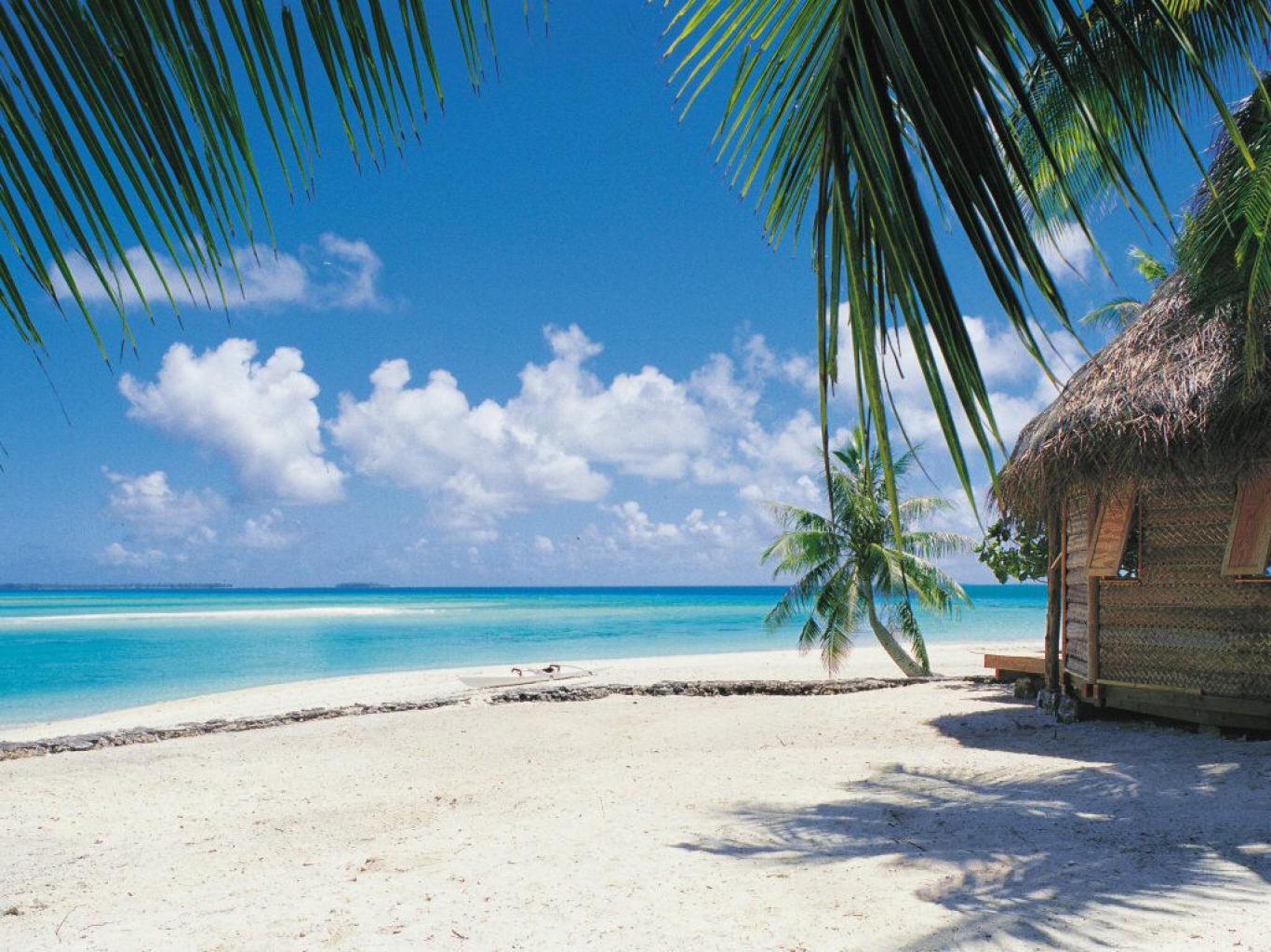 tropical paradise wallpaper,tropics,tree,caribbean,beach,vacation