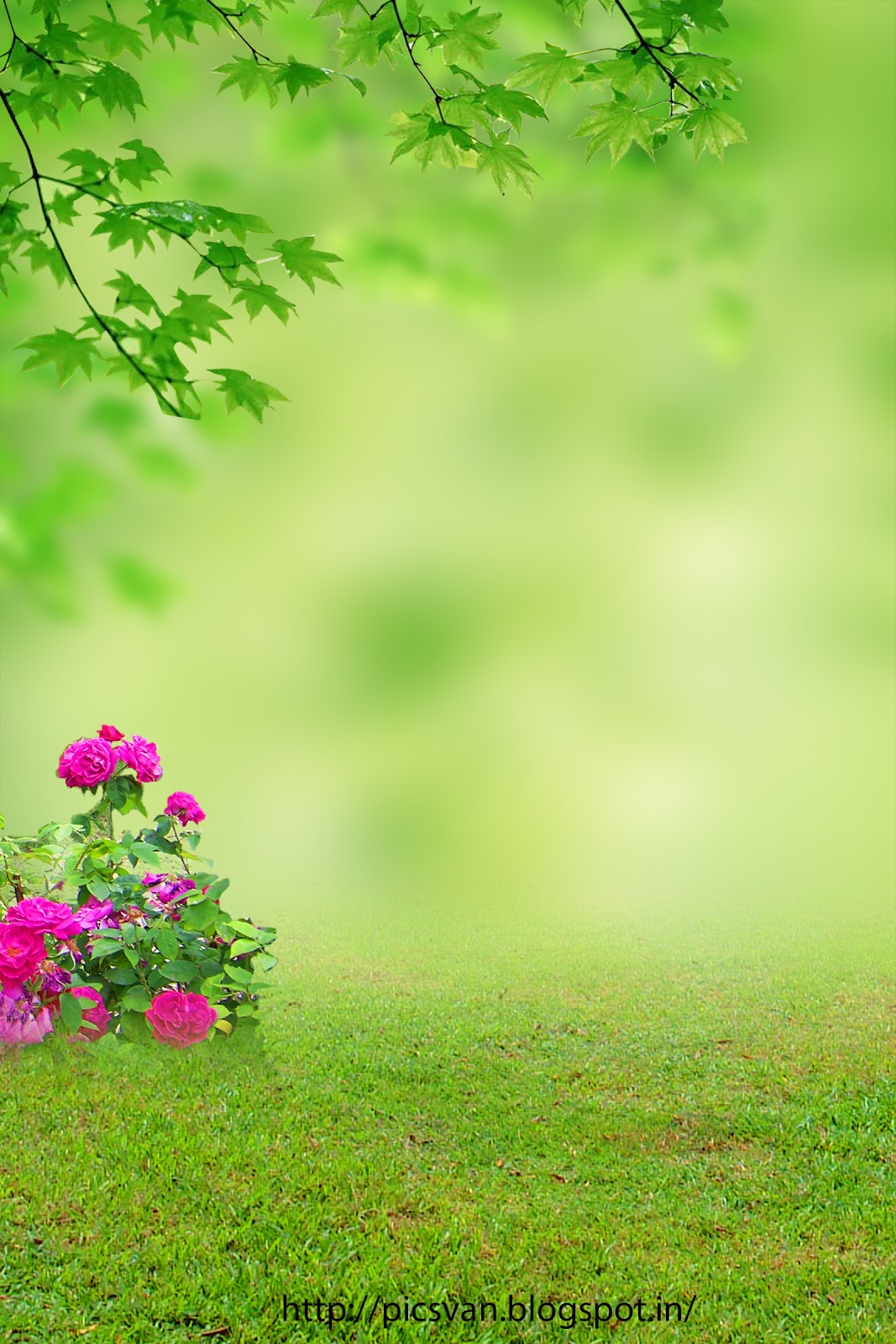 photoshop studio background wallpaper,green,nature,natural landscape,grass,flower