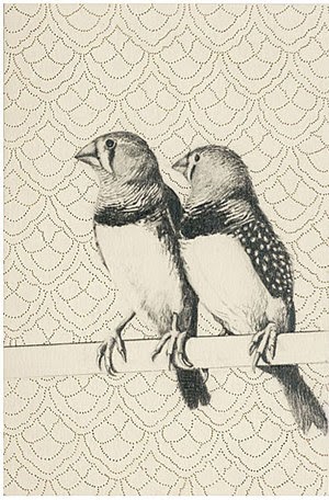 carta da parati schizzo a matita,uccello,disegno,schizzo,pappagallo,illustrazione