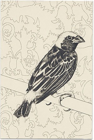 pencil sketch wallpaper,bird,beak,bobolink,finch,drawing