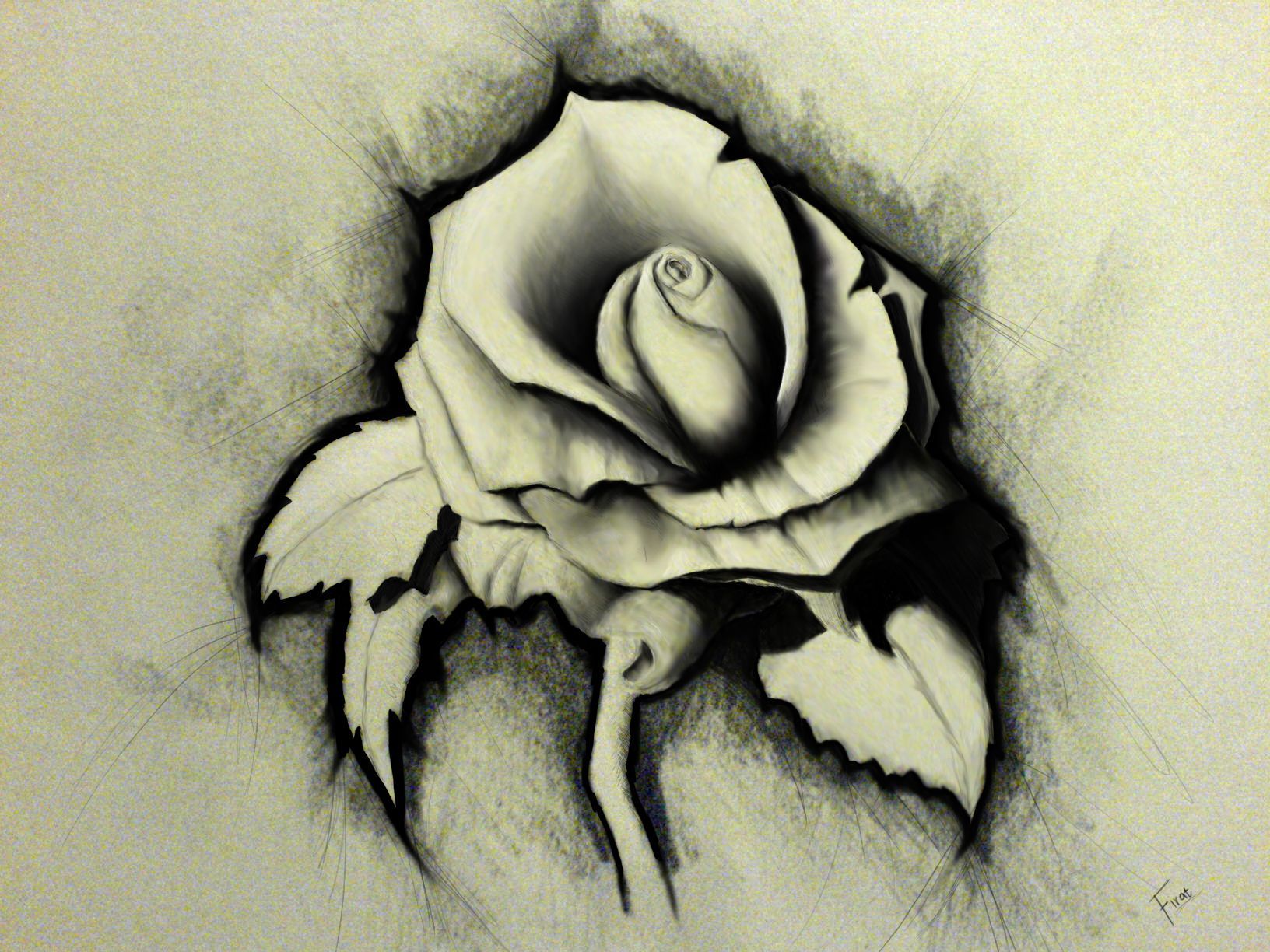 pencil sketch wallpaper,sketch,drawing,black and white,monochrome photography,flower