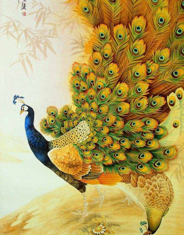 drawing wallpaper hd,peafowl,bird,galliformes,illustration,feather