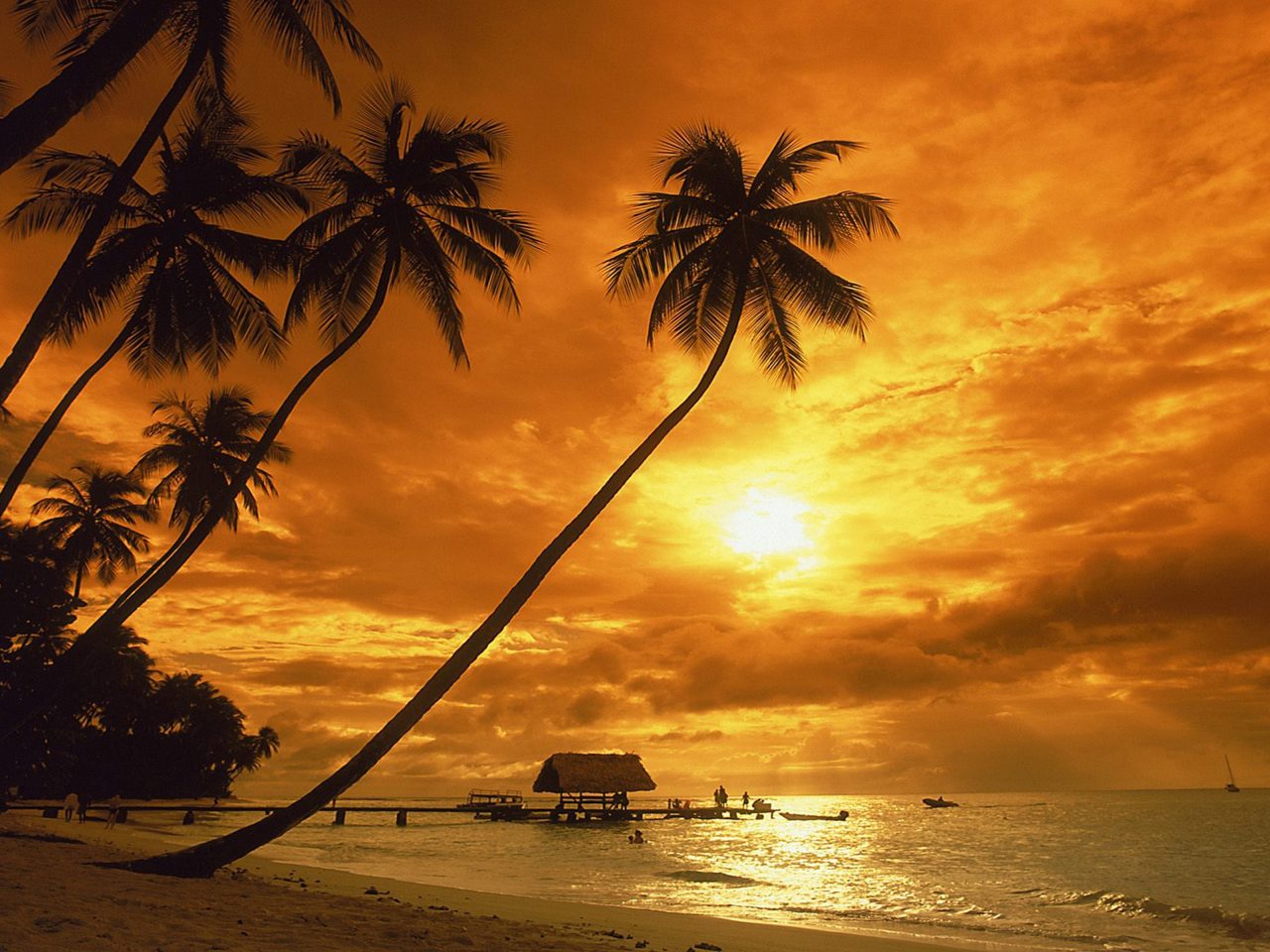 costa wallpaper,sky,tropics,nature,tree,sunset