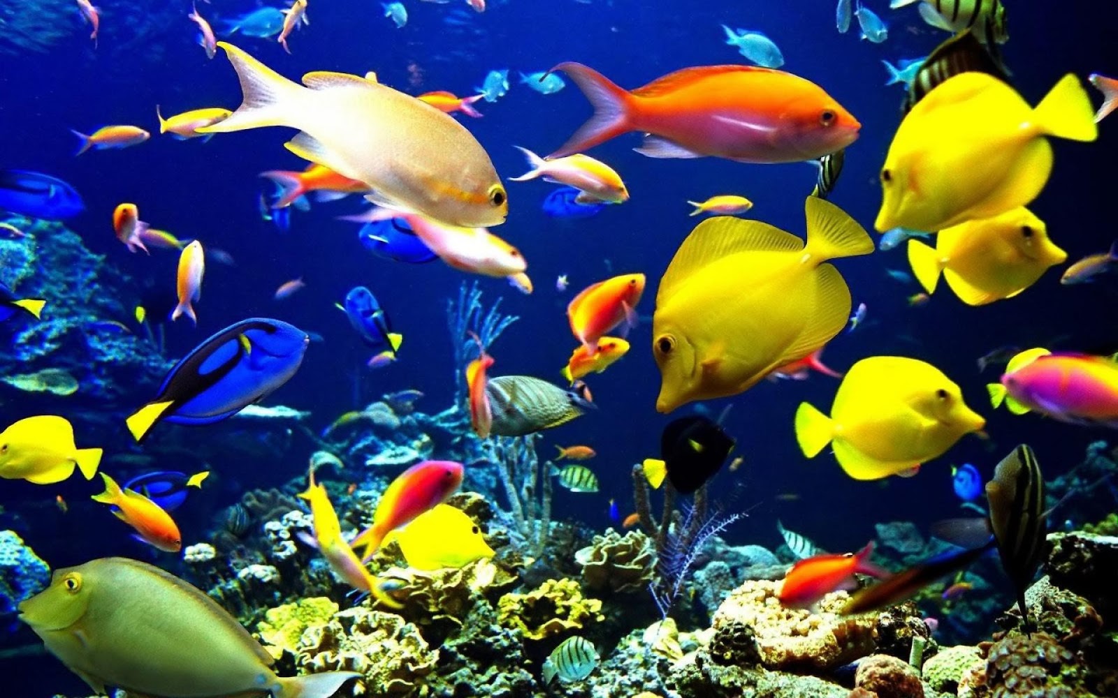 descarga gratuita de fondo de pantalla de acuario,pez,peces de arrecife de coral,submarino,arrecife de coral,biología marina
