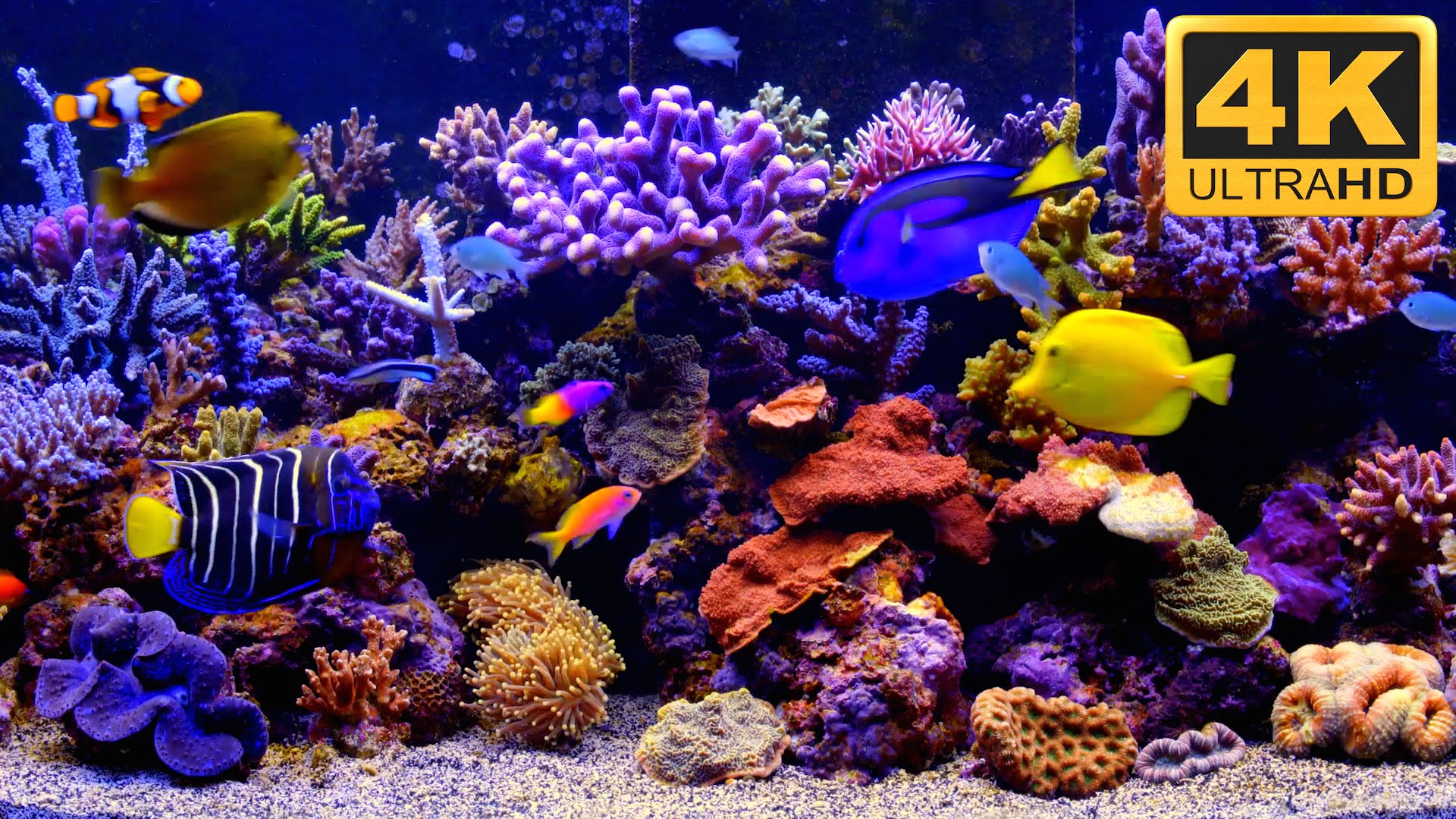 descarga gratuita de fondo de pantalla de acuario,arrecife,arrecife de coral,coral pedregoso,pez,peces de arrecife de coral