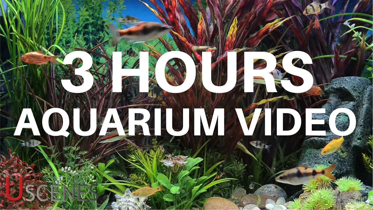 descarga gratuita de fondo de pantalla de acuario,naturaleza,acuario de agua dulce,paisaje natural,planta,césped