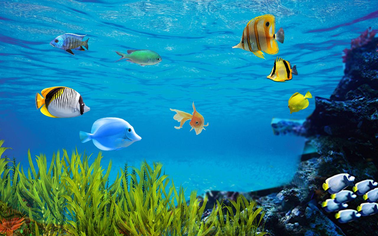 nuoto live wallpaper pesci,pesce,biologia marina,pesci di barriera corallina,subacqueo,pesce