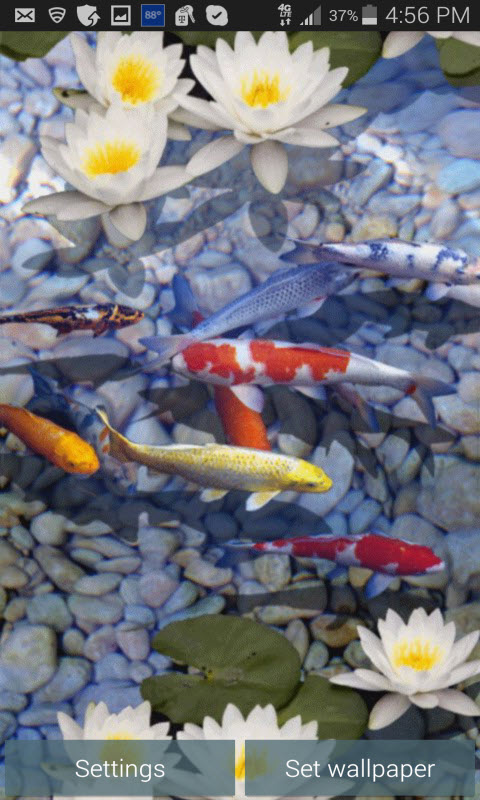 ライブ壁紙魚水泳,恋,池,魚のいる池,水生植物,花