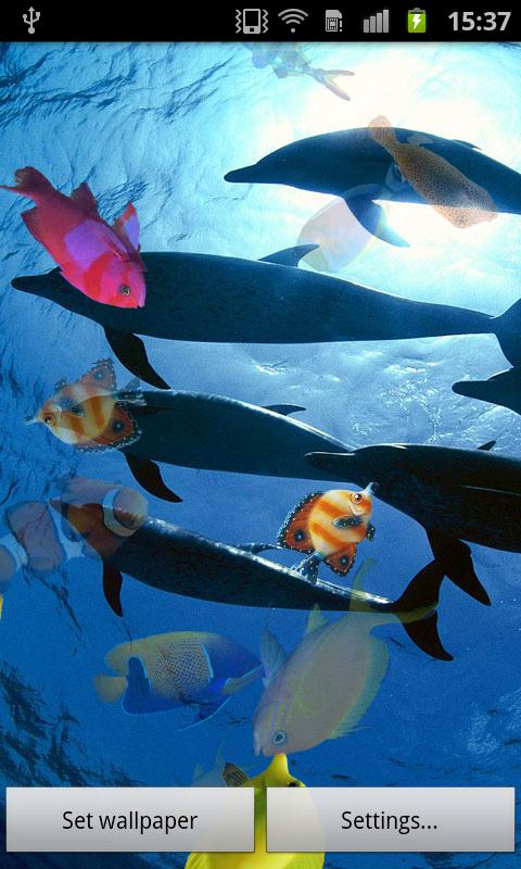 fond d'écran en direct poisson nageant,biologie marine,poisson,poisson,koi,aquarium