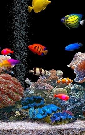 fondos de pantalla en vivo peces nadando,arrecife de coral,arrecife,pez,acuario de agua dulce,pez
