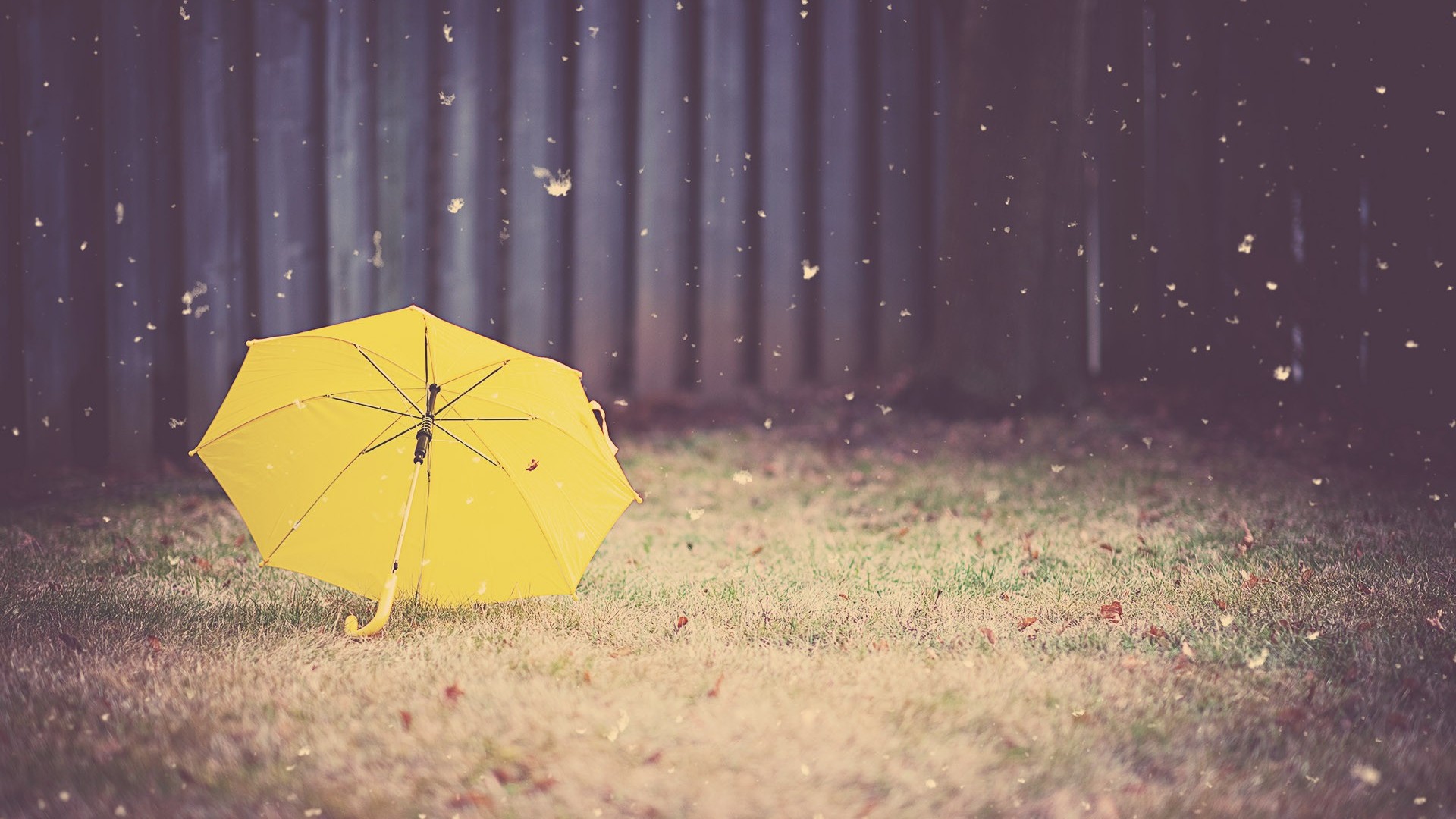 papel tapiz paraguas amarillo,paraguas,amarillo,hoja,naturaleza,verde