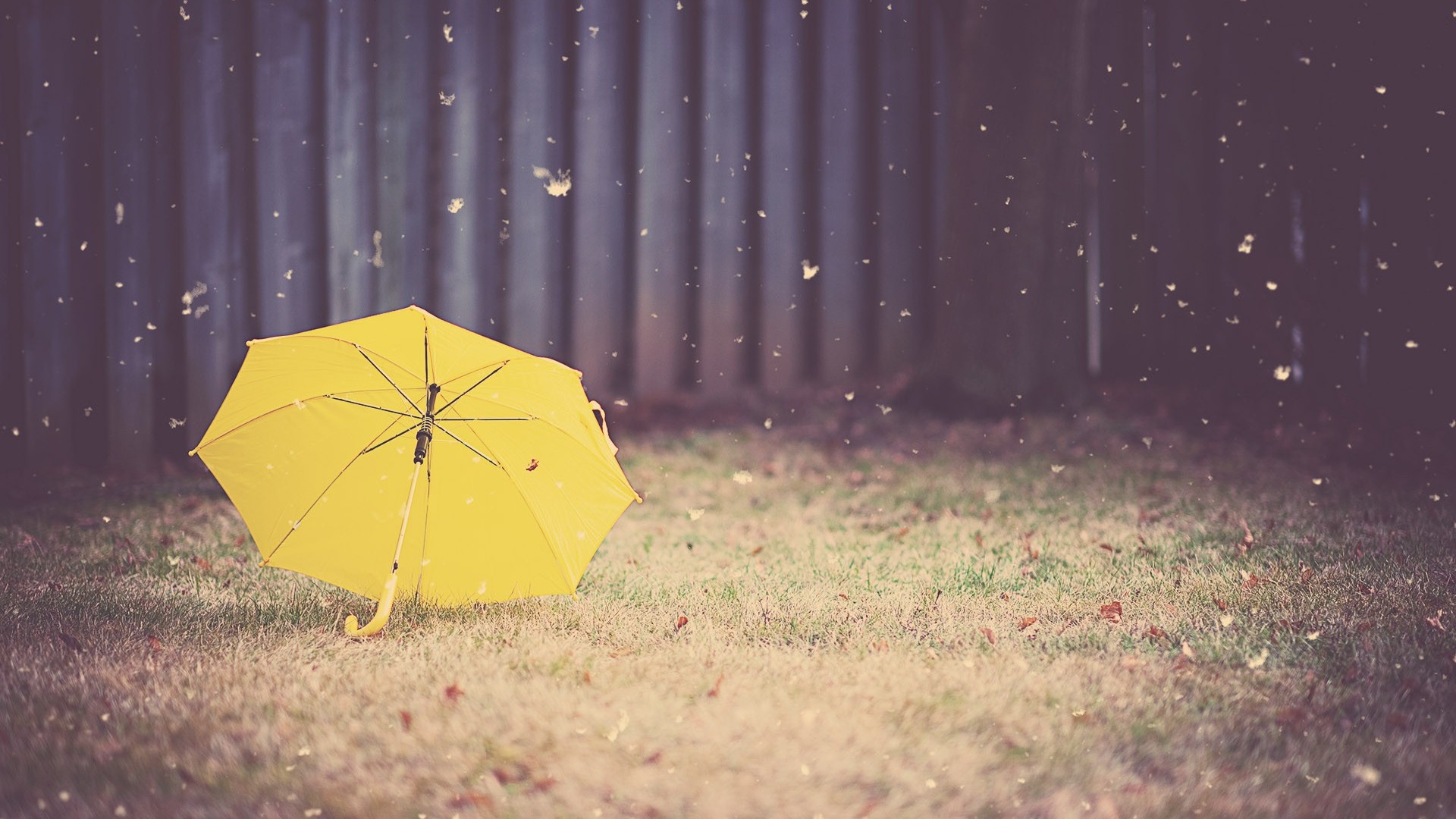 yellow umbrella wallpaper,umbrella,yellow,leaf,nature,green