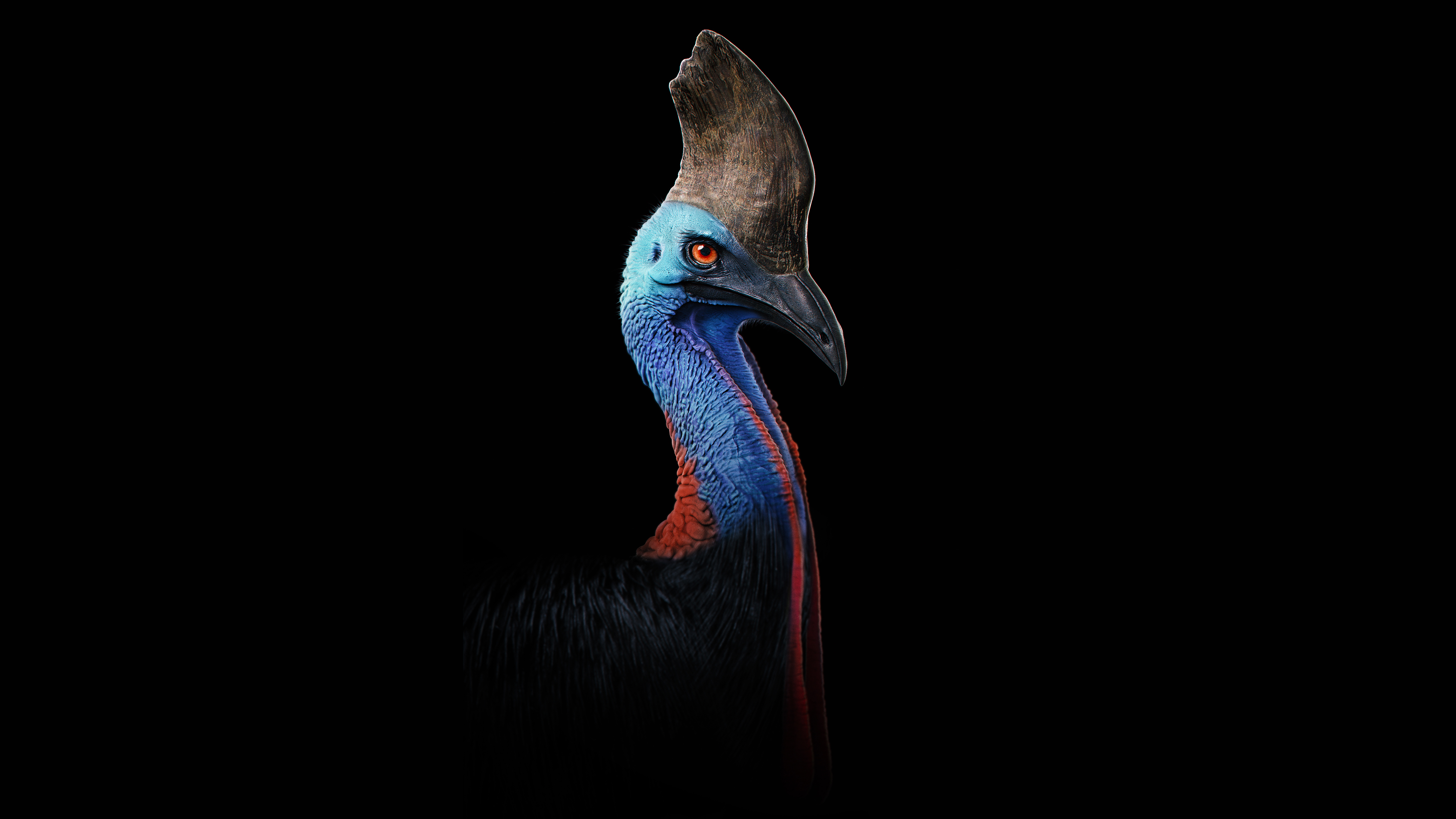 most dangerous wallpaper,cassowary,bird,flightless bird,ratite,beak