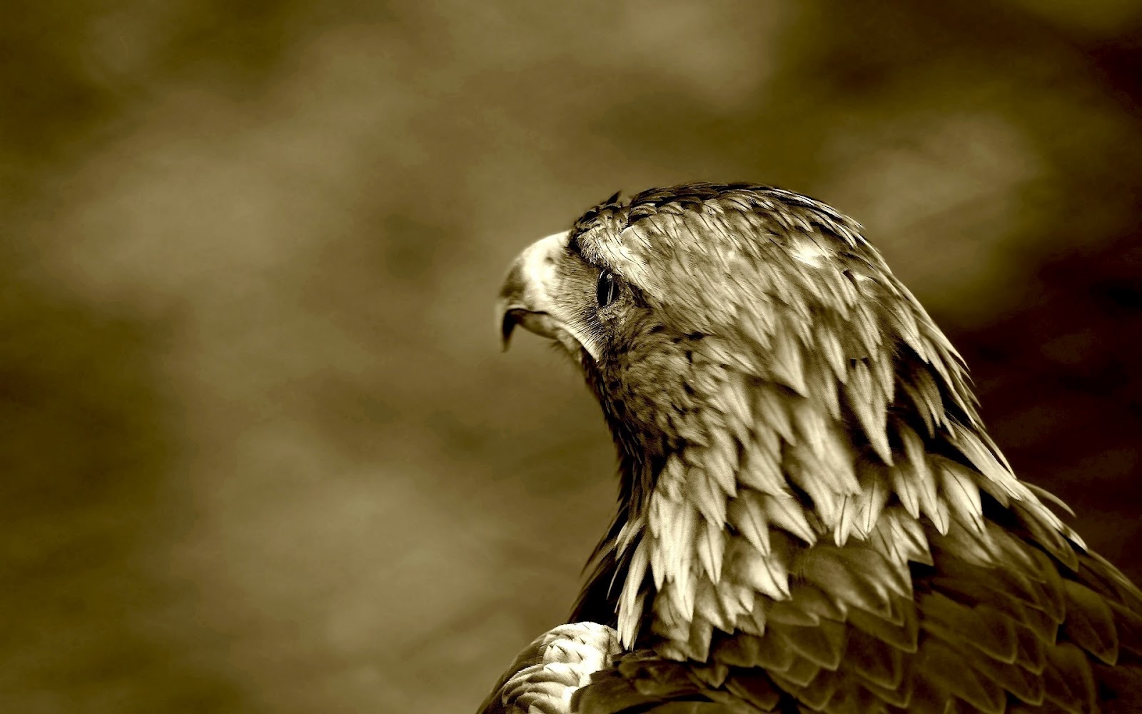 gefährlichste tapete,vogel,raubvogel,natur,accipitriformes,adler