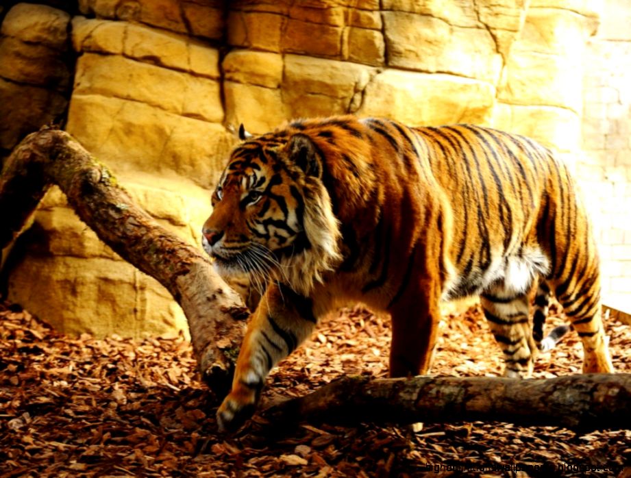 가장 위험한 벽지,호랑이,지상파 동물,야생 동물,벵갈 호랑이,시베리아 호랑이